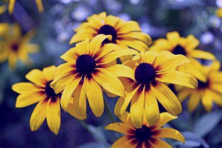 Cesta Do Egypta slot machine