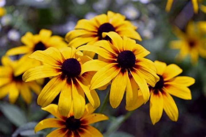 Fortune Teller s Charm 6 slot game