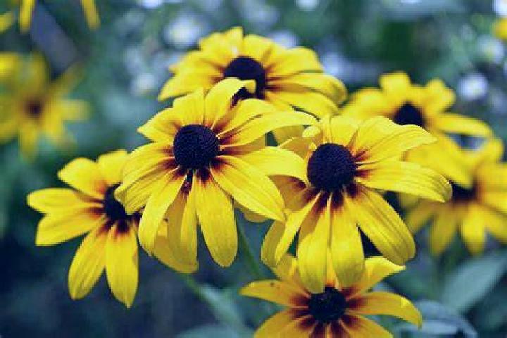 Stravaganza slot game