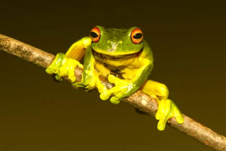 Treasure Diver (Habanero Systems) online slot